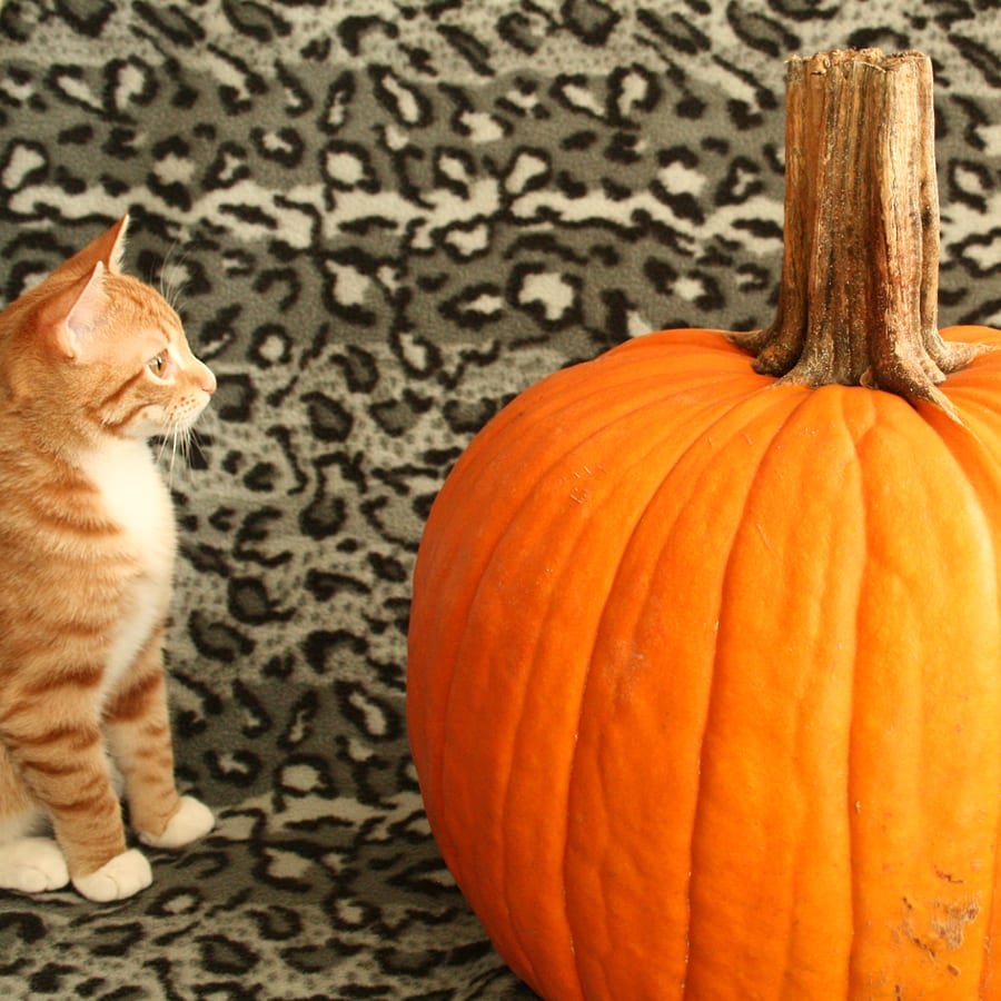 Is Pumpkin good for Cats?