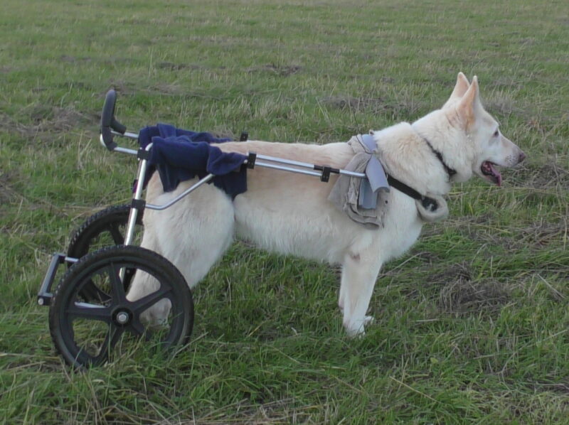 Modified dog wheelchair