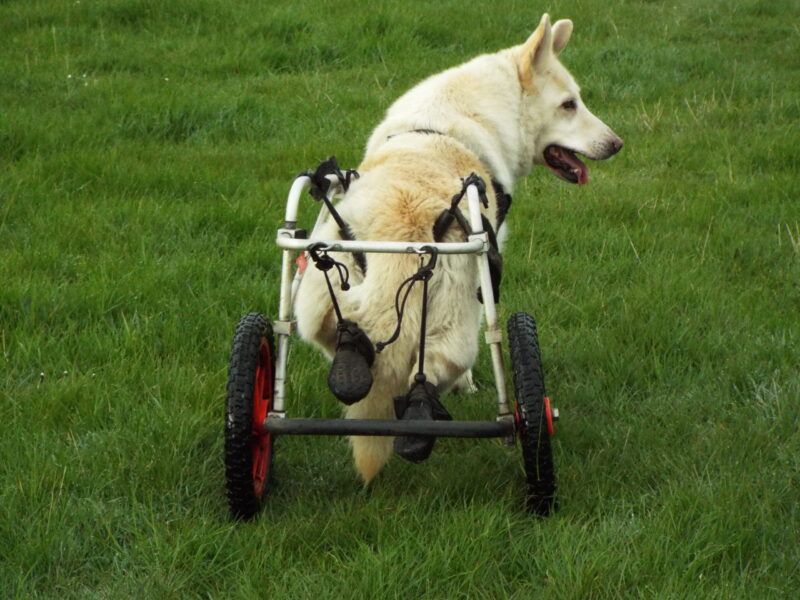 Dog wheelchair with stirrups