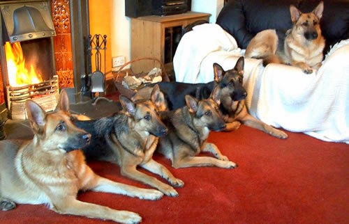 Five German Shepherds