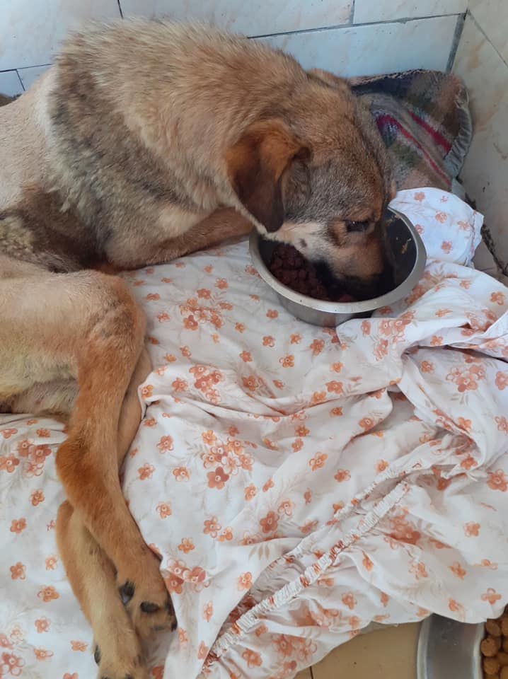 Rescue dog in Romania recovering from surgery