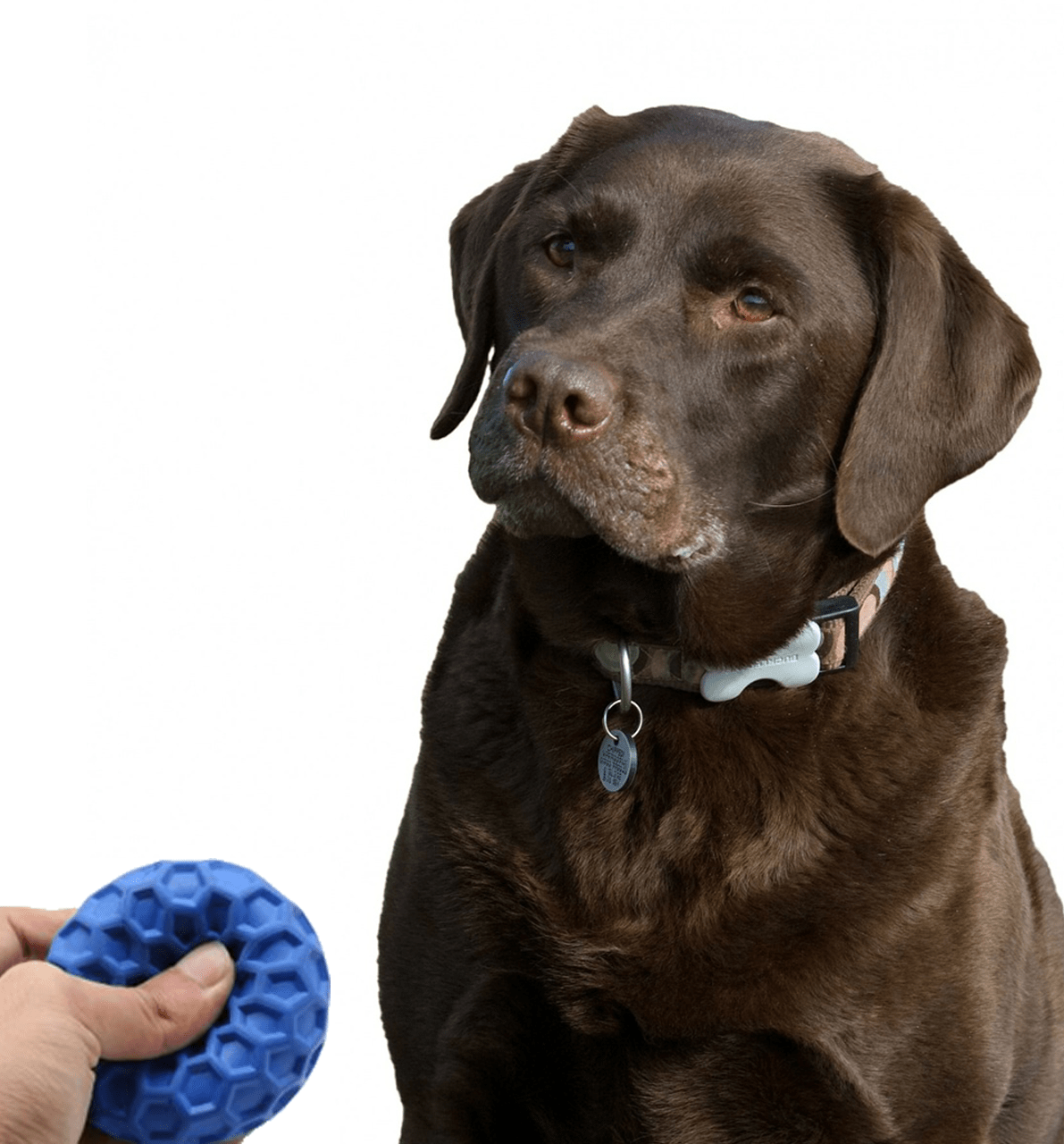 Dog looking at squeaky toy