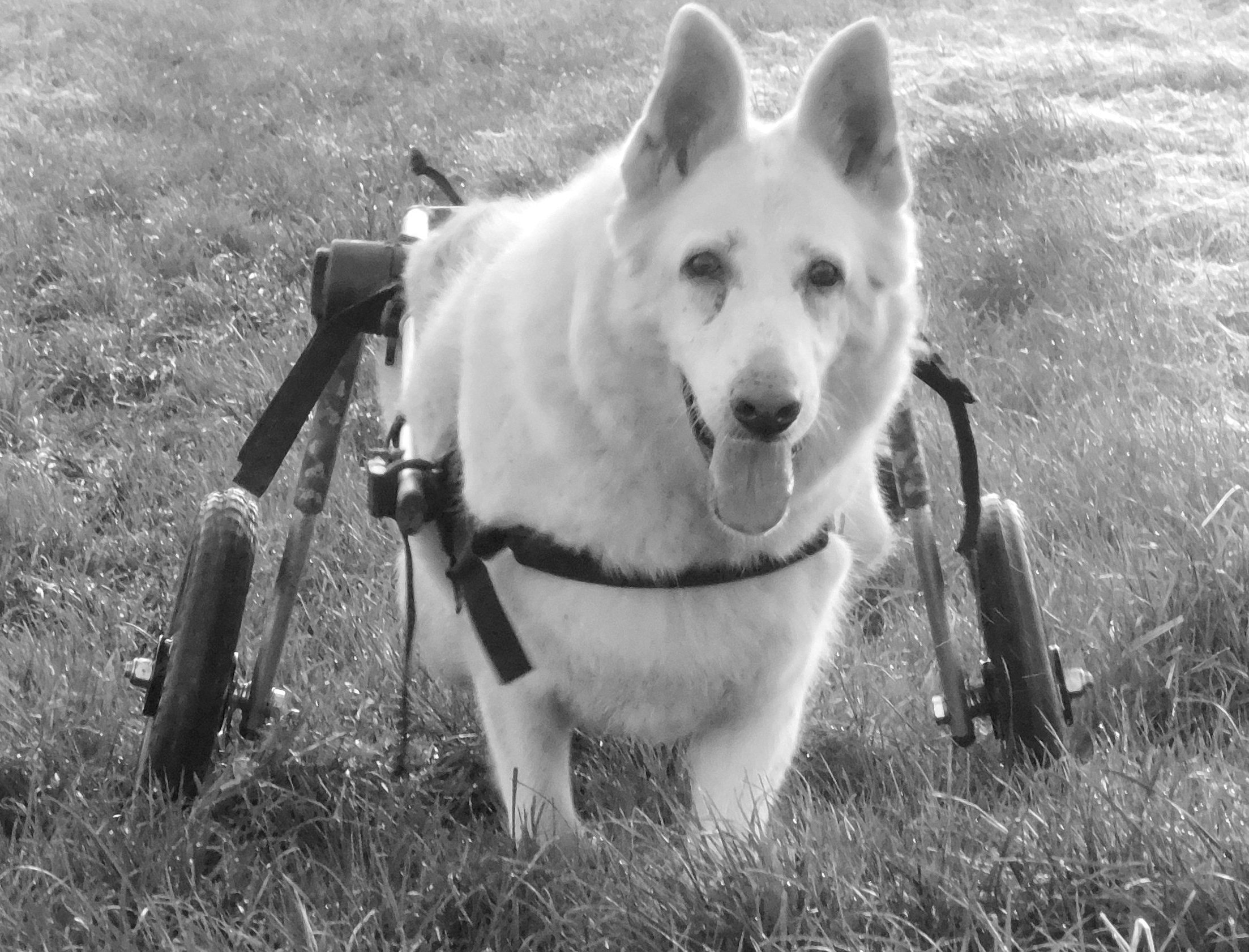 Daisy dog in wheelchair