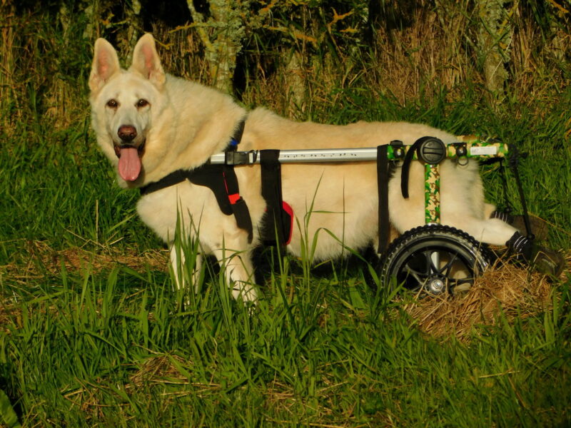 Daisy in her Walkin' Wheels Wheelchair