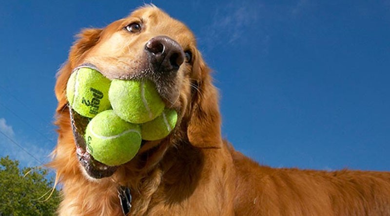 How much does your dog love a ball?