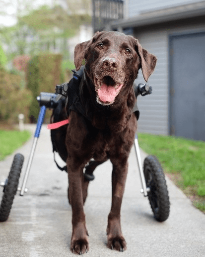 Labrador in wheelchair