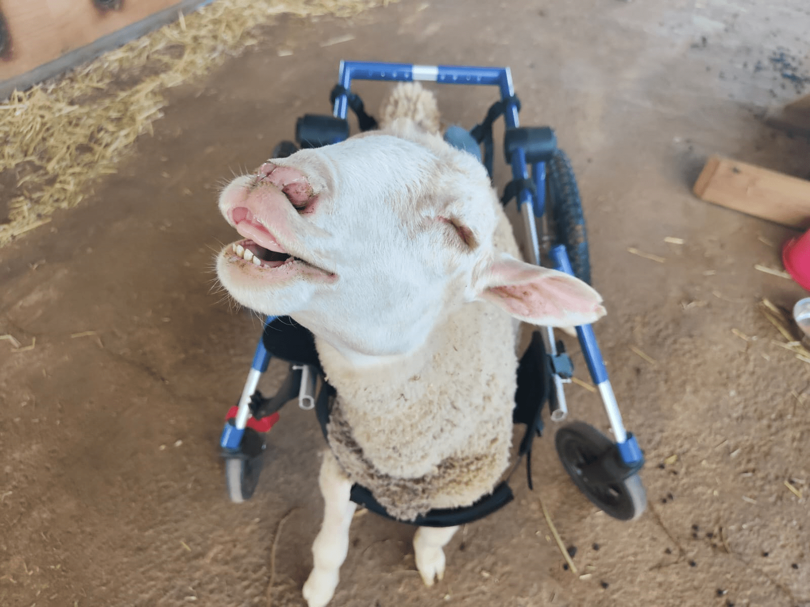 Sheep in wheelchair