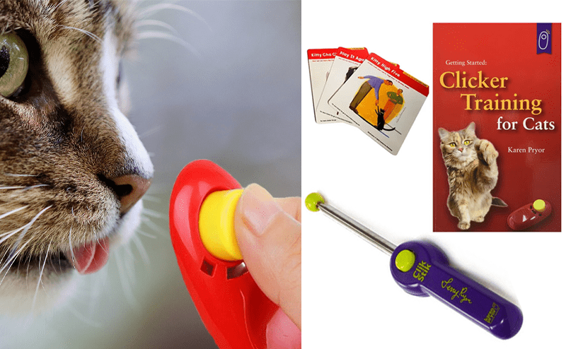 Clicker Train Your Cat