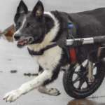 Josie in her Walkin' Wheels wheelchair