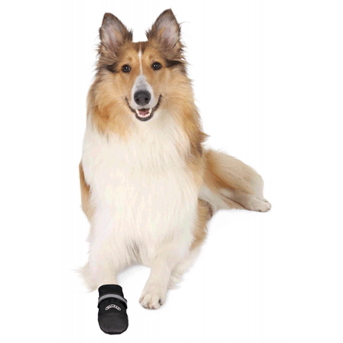 protective dog shoes