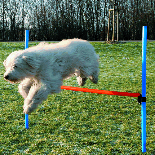 Dog Agility Hurdle