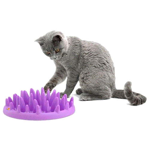Turn your cat's meals into a challenging game