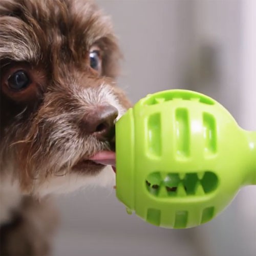Licking has a calming effect on dogs