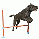 Dog Agility Obstacles