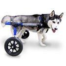 Dog Mobility