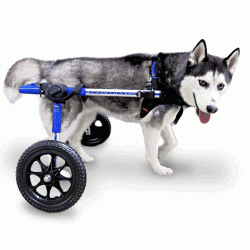 [USED] Walkin' Wheels Rear Only Dog Wheelchair Medium