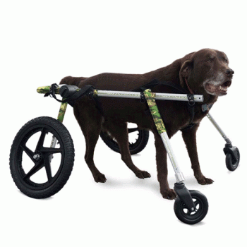 Walkin' Wheels 4-Wheel Full Support Dog Wheelchair Large