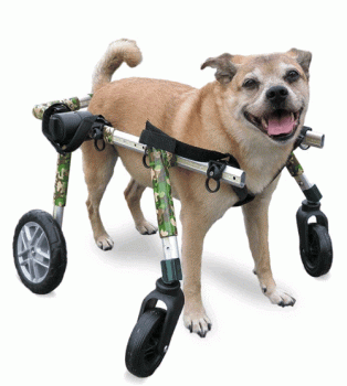 Walkin' Wheels 4-Wheel Full Support Dog Wheelchair Medium