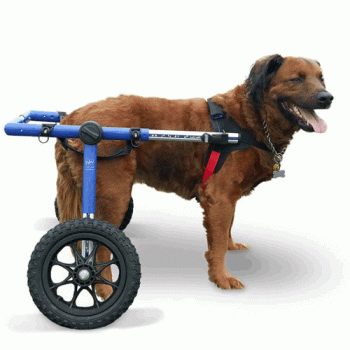 Walkin' Wheels Rear Only Dog Wheelchair Large