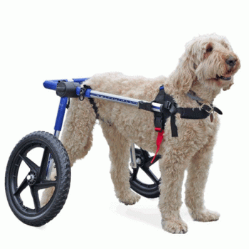 Walkin' Wheels Rear Only Dog Wheelchair Medium Large