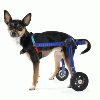 Walkin' Wheels Rear Only Dog Wheelchair Mini