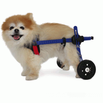 Walkin' Wheels Mini for toy breeds