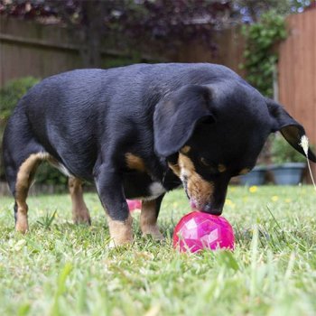 Biosafe Puppy Treat Dispensing Ball for Puppies