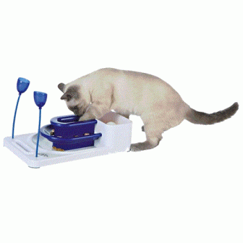 Cat Activity Fantasy Board Strategy Game