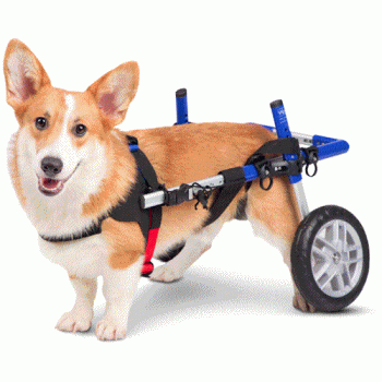 Walkin' Wheels Rear Only Dog Wheelchair CORGI