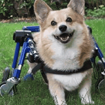 Walkin' Wheels 4-Wheel Full Support Dog Wheelchair CORGI