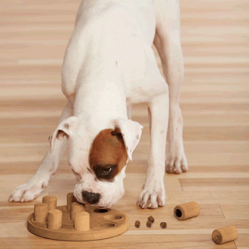 Smart toys for smart dogs!