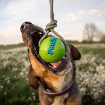 Orbee-Tuff Fetch Ball is infused with mint oil to freshen your dog's breath