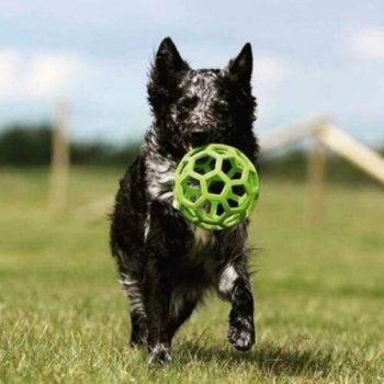 Great for a game of fetch