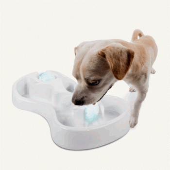 Keep your dog cool and entertained