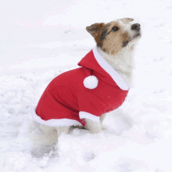 Jolly Doggy Santa Coat