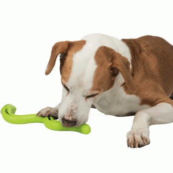 Dogs love the Snack Snake
