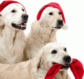 Christmas Santa Hat for Dogs