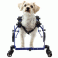 Walkin' Wheels 4-Wheel Full Support Dog Wheelchair Mini