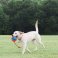 Dog's love the Chuckit! Rope Fetch Dog Toy