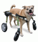 Walkin' Wheels 4-Wheel Full Support Dog Wheelchair Medium Large