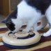 Cats love this fun activity game