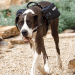 Julius-K9 Saddle Bags (Backpack) for IDC Powerharness