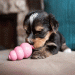 Puppy KONGs have a soft rubber formula