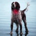 Waterproof dog safety lights: Orbiloc