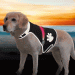 Safer Life Flashing Safety Vest by Trixie